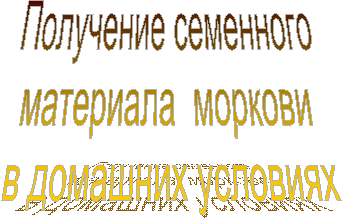 Получение семенного 
материала  моркови 
в домашних условиях
